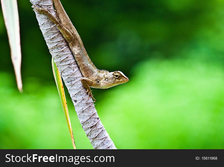 A chameleon in Thailand National park