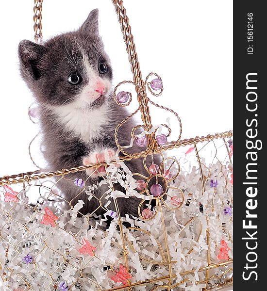 An adorable young kitten in a jeweled basket made of gold wire. Isolated on white. An adorable young kitten in a jeweled basket made of gold wire. Isolated on white.
