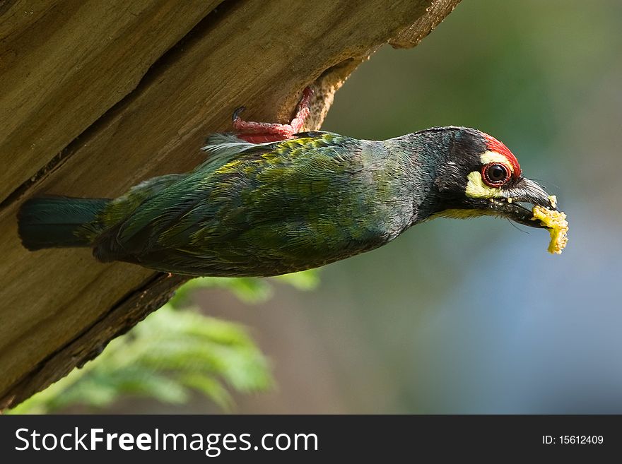 Barbet With Feed