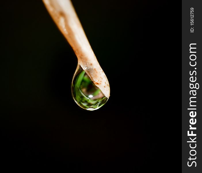 Water drop leaf with black