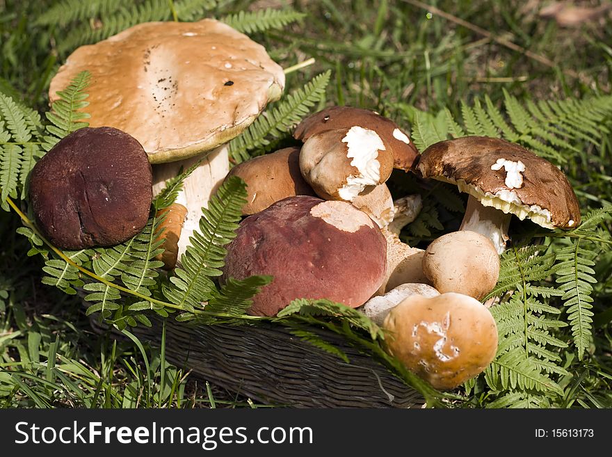 Edible mushrooms in the basket.