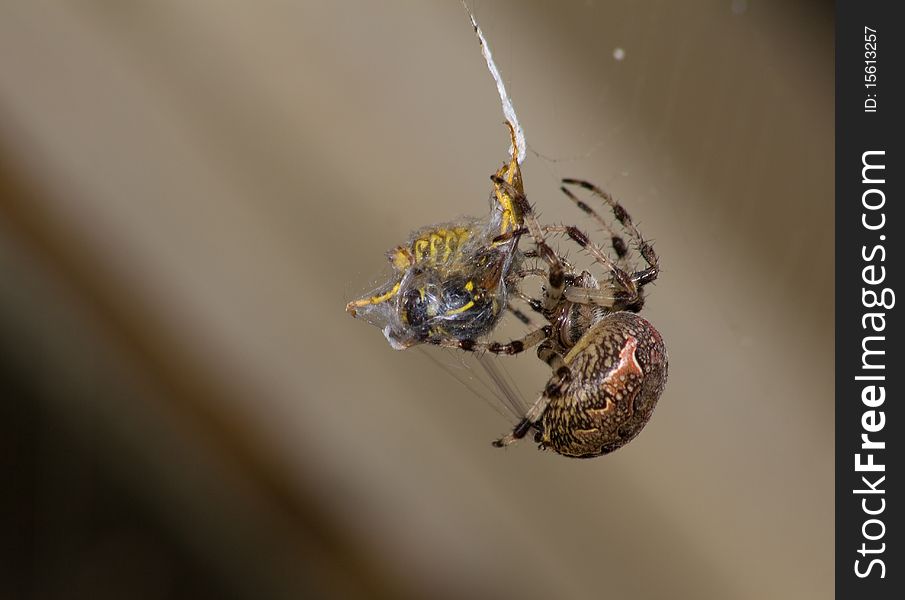 Close-up picture of a spider eating a wasp. Close-up picture of a spider eating a wasp