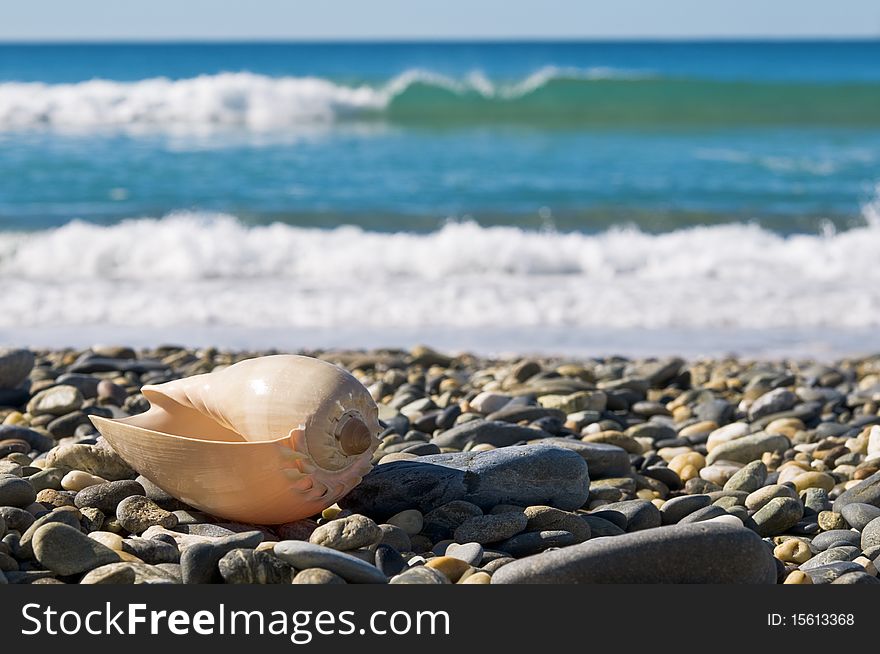 Large sea shell on rocky beach by the waves. Large sea shell on rocky beach by the waves.