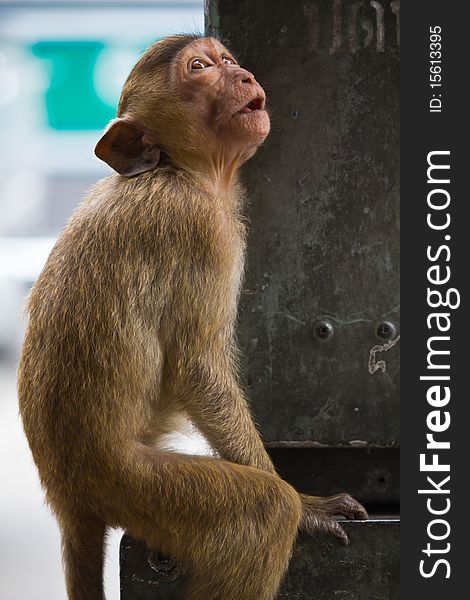 Monkey in Lopburi of Thailand