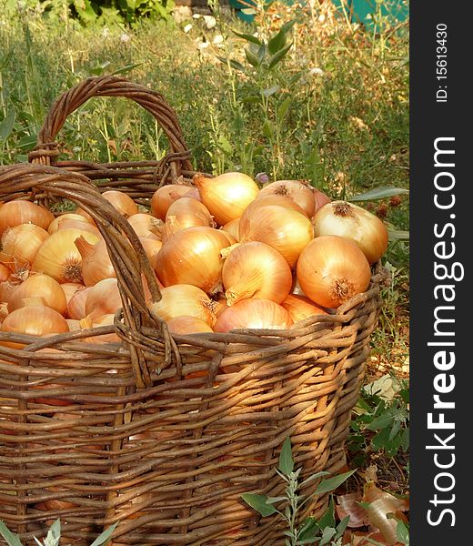 Vegetables with beds. A basket of onions.