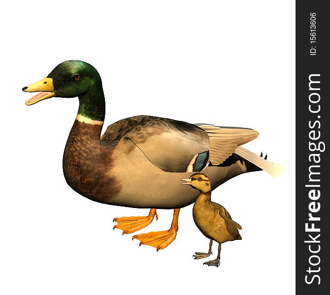 Duck With Child