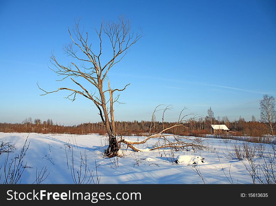 Old tree on winter field