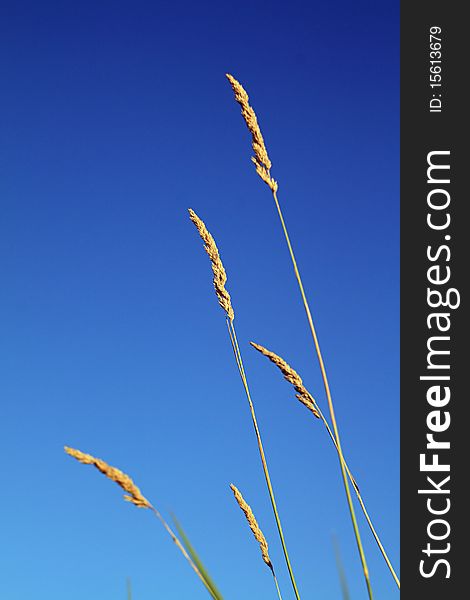 Field herb on celestial background