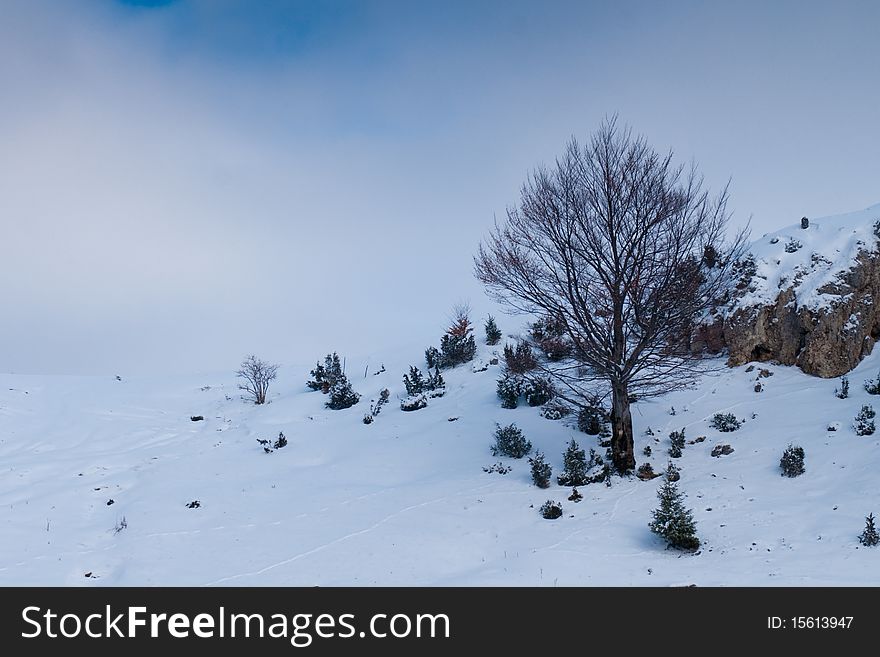 Abstract tree in Winter landscape, in mountain