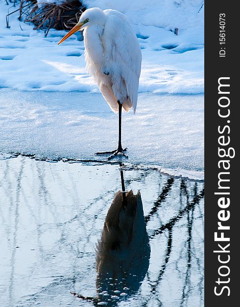 Great White Egret Standing On Ice