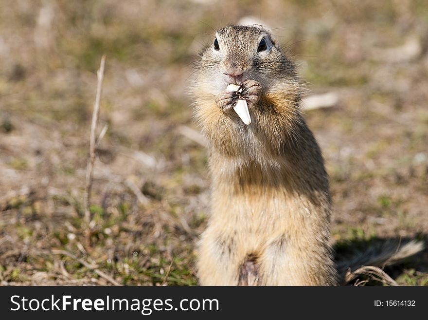 European Ground Squirrel eating sunflower seed