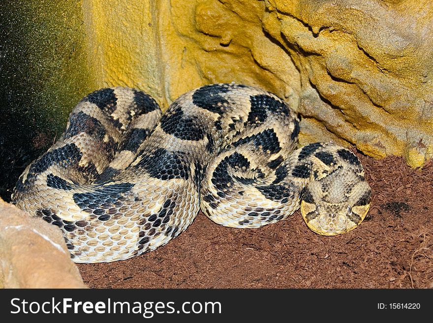 Puff adder (Bitis arietans) in terrarium. Puff adder (Bitis arietans) in terrarium