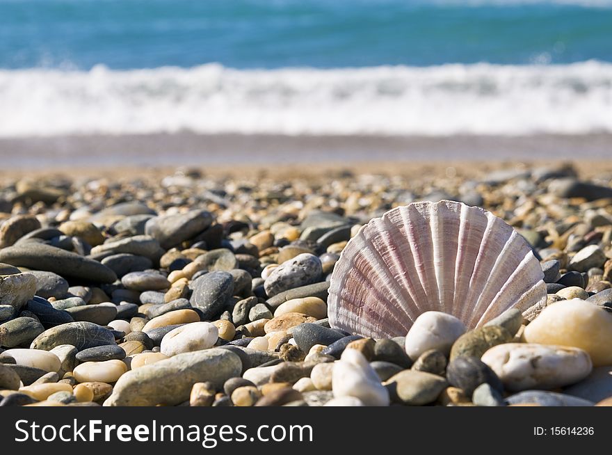 Shell and small stones