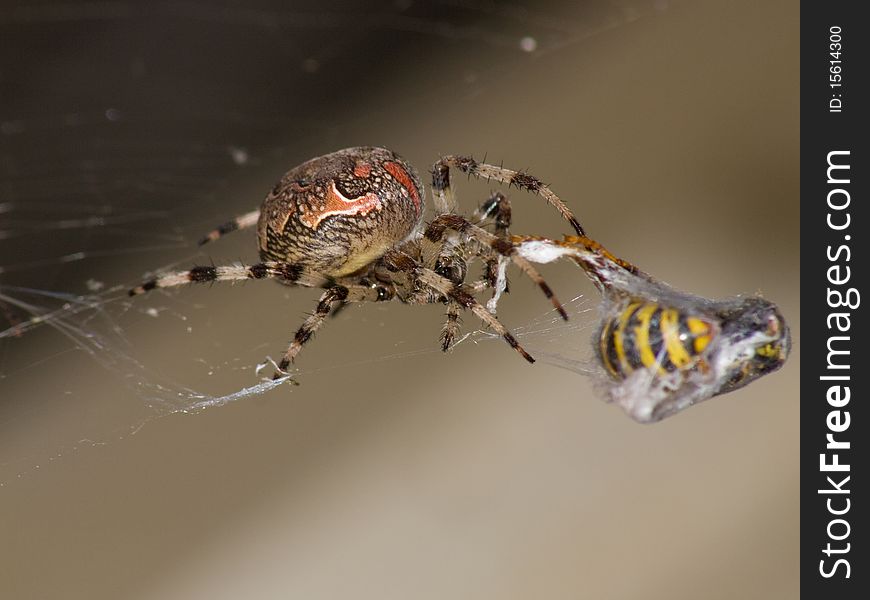 Close-up picture of a spider eating a wasp. Close-up picture of a spider eating a wasp