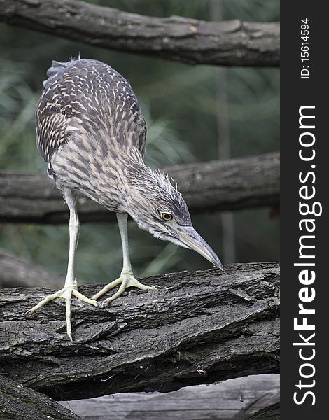 The Little Bittern (Ixobrychus minutus) is a wading bird in the heron family Ardeidae, native to the Old World, breeding in Africa, central and southern Europe, western and southern Asia, and Madagascar.