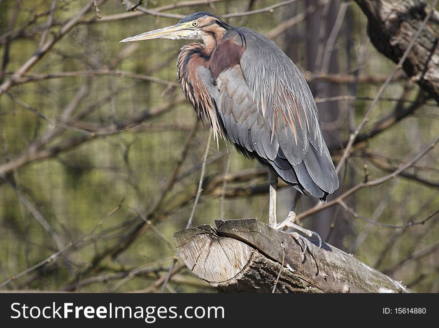 The Purple Heron (Ardea purpurea) is a wading bird in the heron family Ardeidae, breeding in Africa, central and southern Europe, and southern and eastern Asia. The European populations are migratory, wintering in tropical Africa; the more northerly Asian populations also migrate further south within Asia. It is a rare but regular wanderer north of its breeding range.