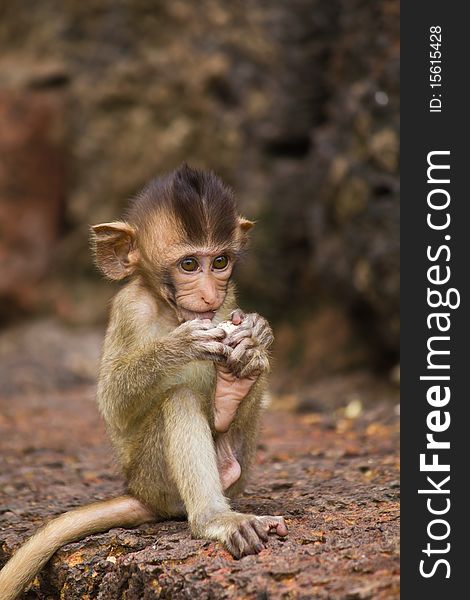 Monkey in Lopburi of Thailand