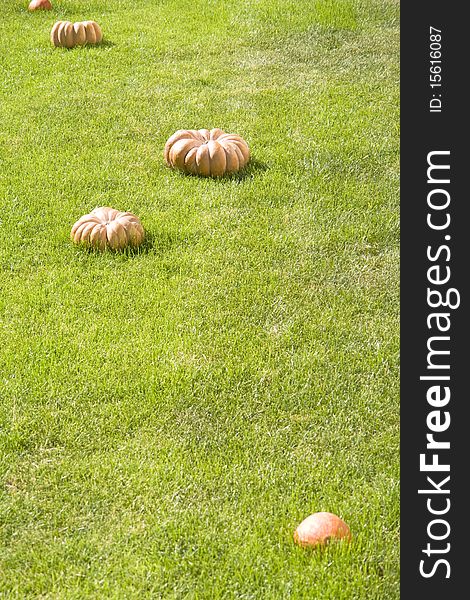 Pumpkin on the lawn in perspective