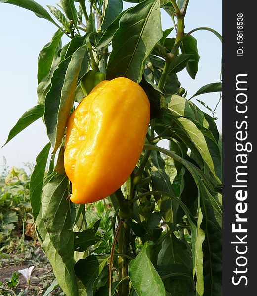 Sweet yellow pepper on beds against the blue sky. Sweet yellow pepper on beds against the blue sky