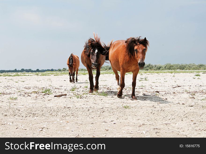 Three horses walking on a deserted beach. Three horses walking on a deserted beach