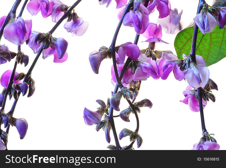 Branches of lilac flowers on a white background