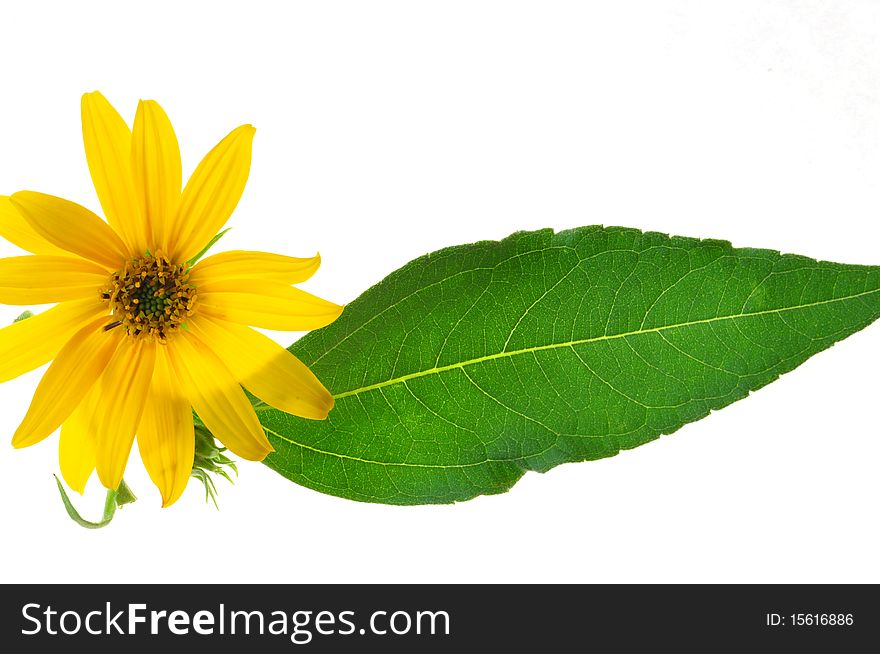 yellow flower and sheet on a white background