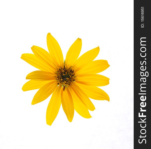 Yellow flower on a white background