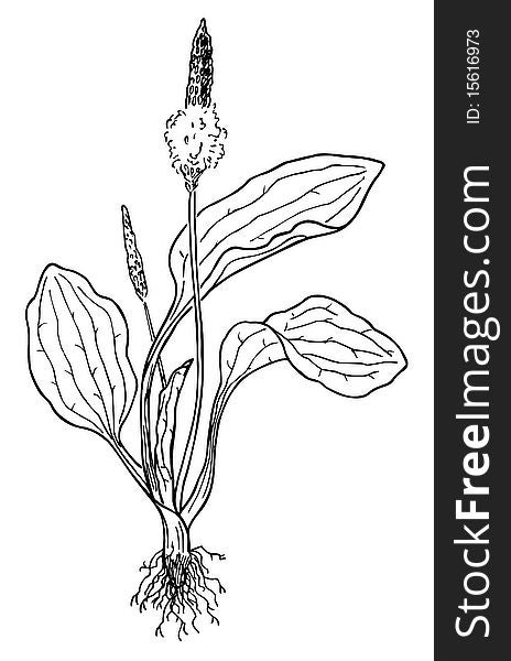 Plantain (Plantago). Plant with leaves, flowers and roots.