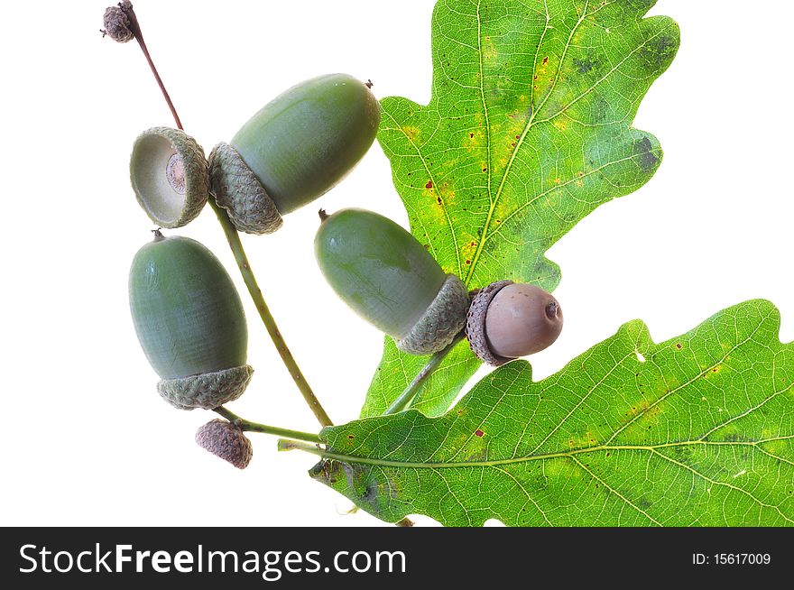 acorns and leaves on a white background