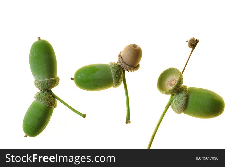 Acorns on a white background