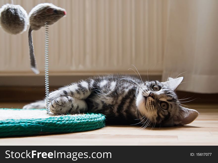 A British Shorthair kitten with the classic tabby markings is playing with toy mouse