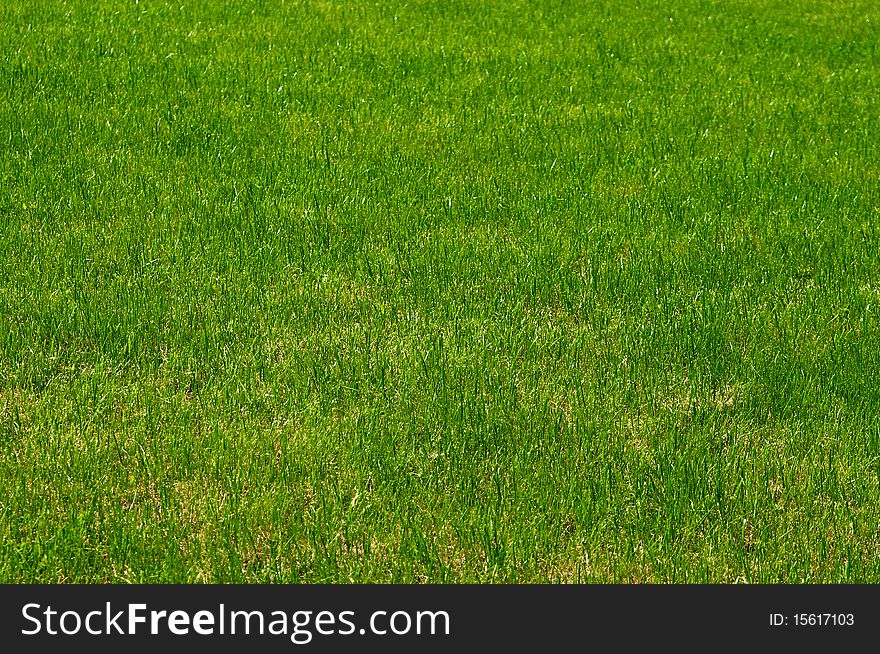 Fresh green grass background, new and clean