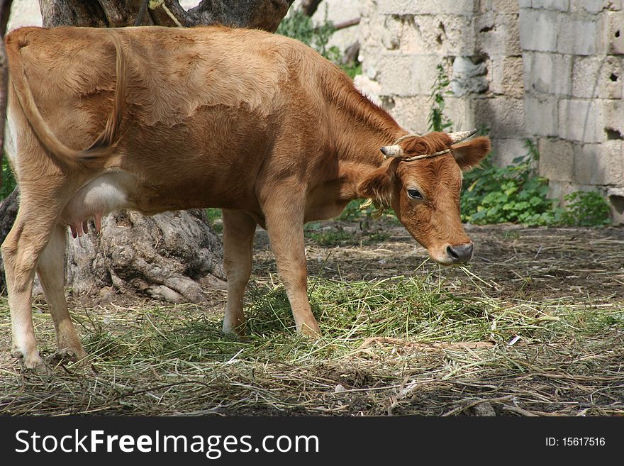 Brown cow Eating grass, Jordan valley.