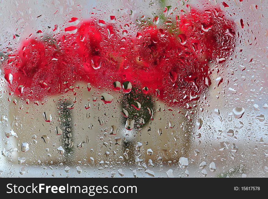 Bouquet of red roses after wet glass. Bouquet of red roses after wet glass