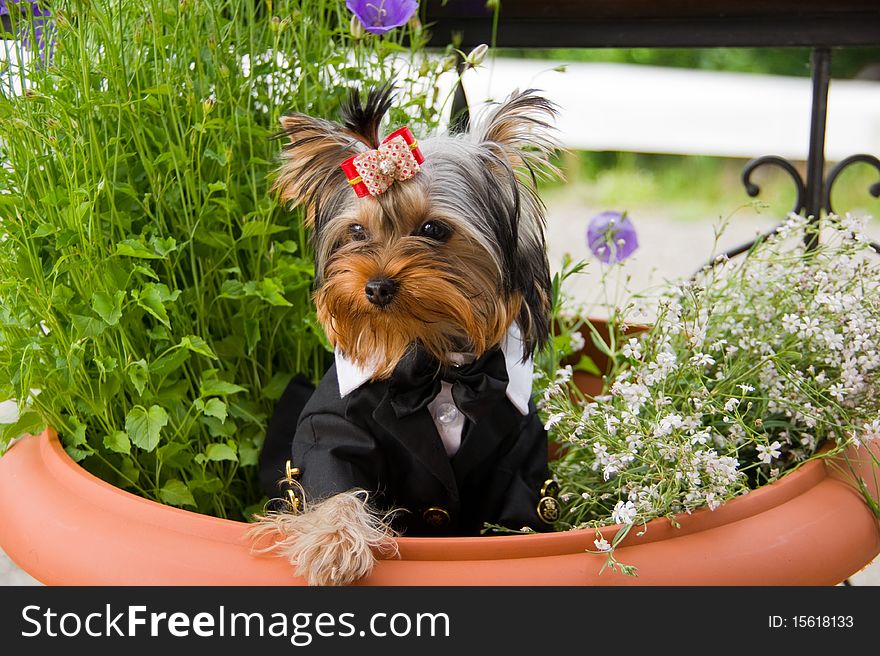 Beautiful puppy of the yorkshire terrier in tailcoat amongst flower