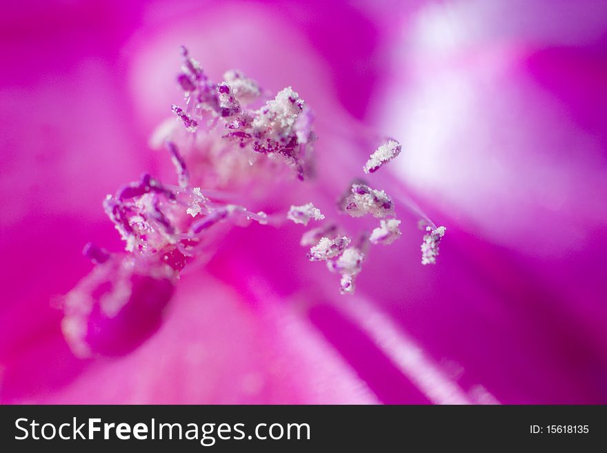 Extreme macro shot of stigmas on pink. Extreme macro shot of stigmas on pink