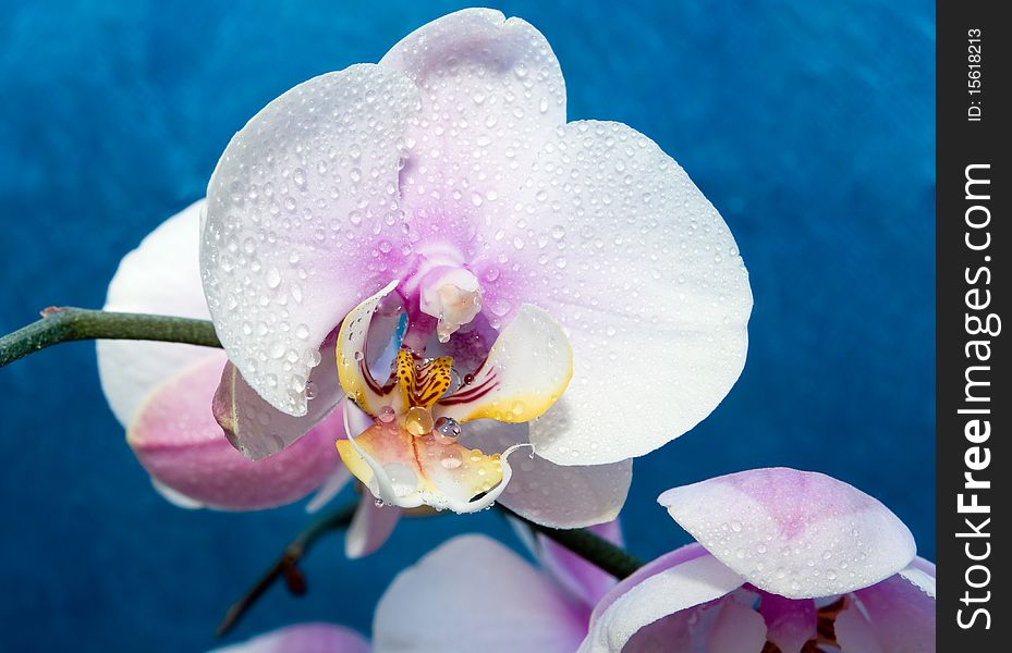 Beautiful white orchid drops of water in the flowers