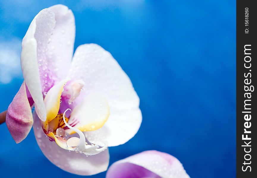 Beautiful white orchid drops of water in the flowers