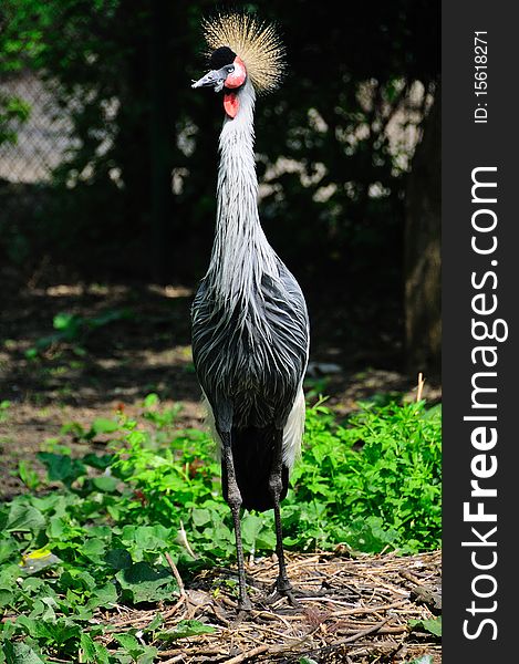 Crowned Crane One