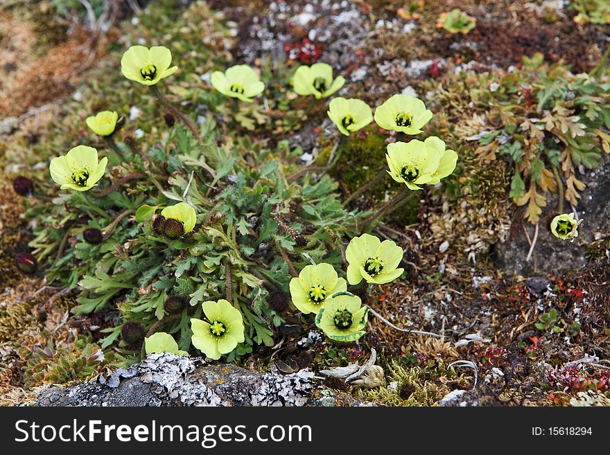 Arctic Poppy  - flowers which grow beyond the Polar circle