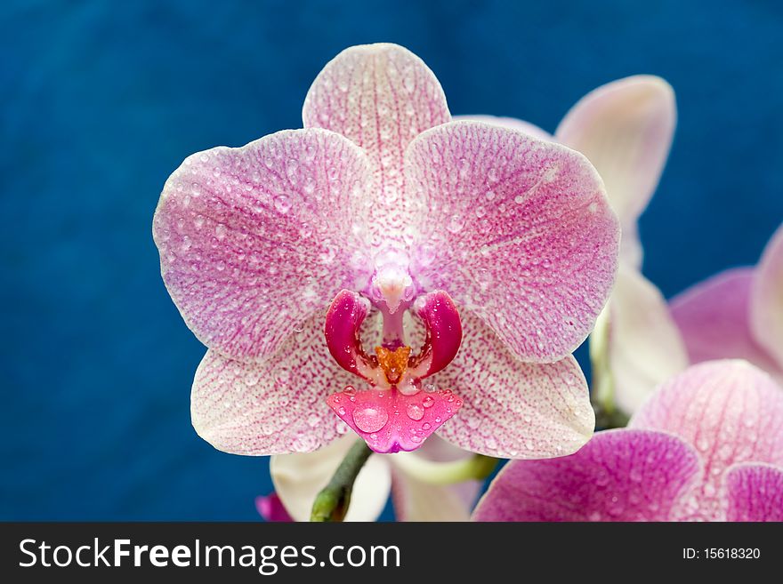 Beautiful pink orchid drops of water in the flowers