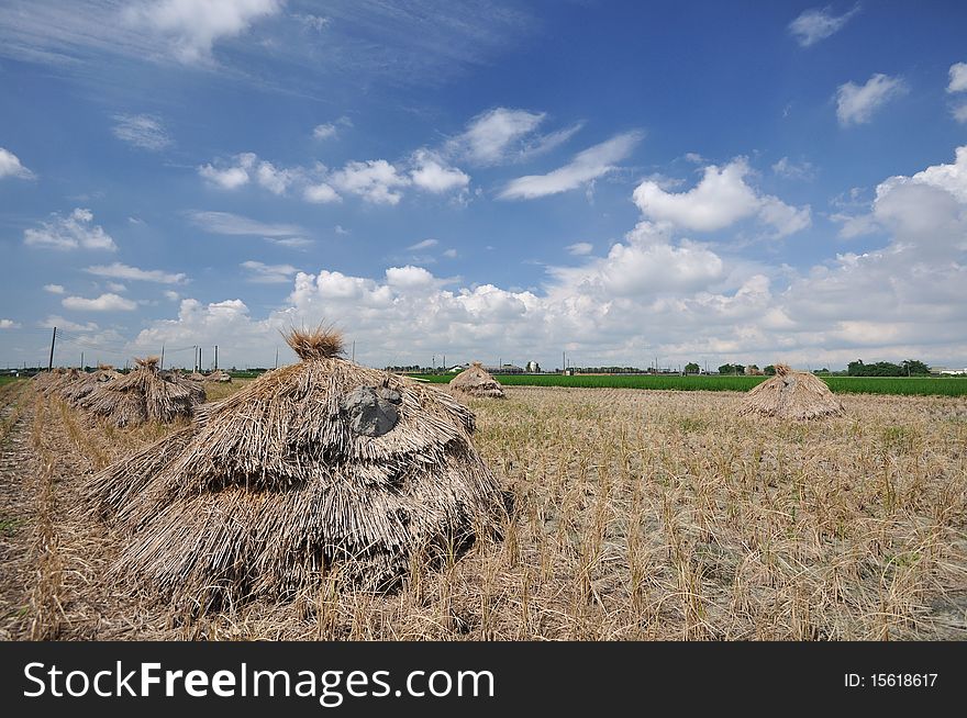 Several haystacks on the farm