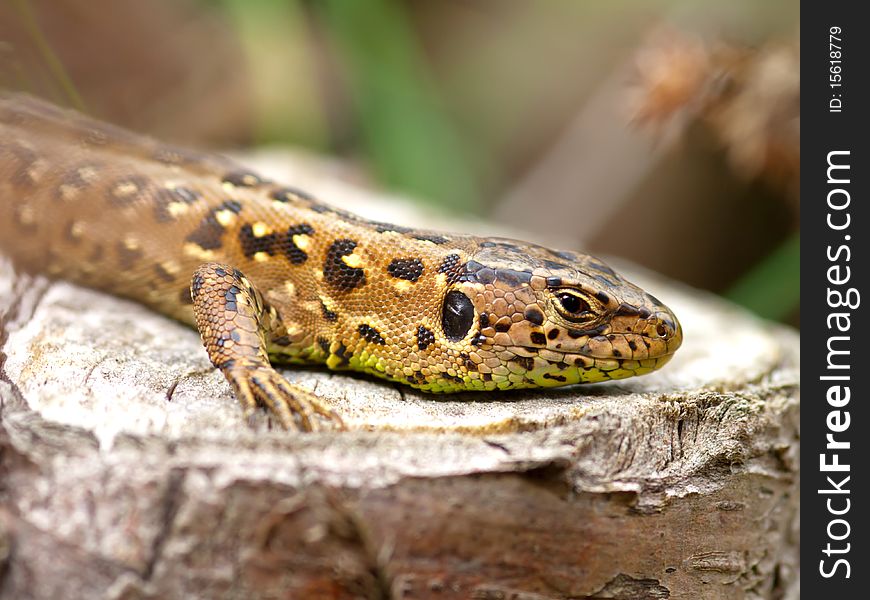 Sand Lizard (Lacerta agilis) on a tree stub.