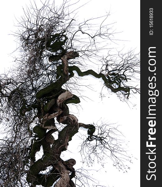 Twisted branches of ornamental black locust, winter, Italy,. Twisted branches of ornamental black locust, winter, Italy,