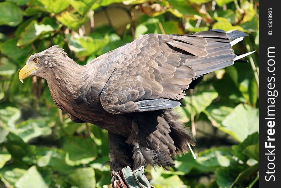 Brown eagle taking off from trainer's hand