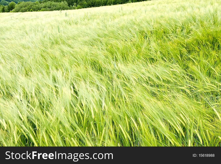 Barley field in the wind in the Black Forest