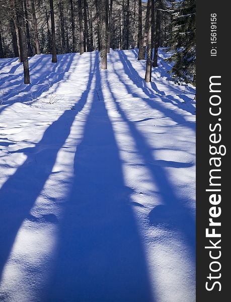 The long shadows of the trees create a perspective on the snow in the woods, Val di Fiemme, Italy. The long shadows of the trees create a perspective on the snow in the woods, Val di Fiemme, Italy