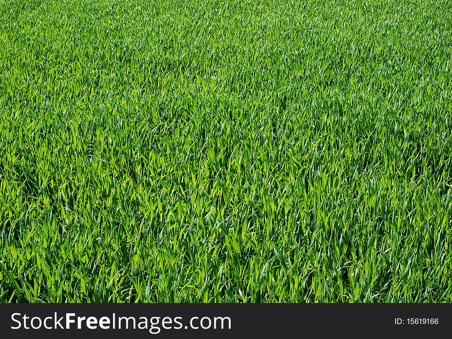 A green fresh grass background. A green fresh grass background