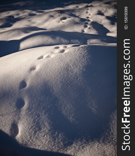 Impronte di animale sulla neve fresca. Impronte di animale sulla neve fresca