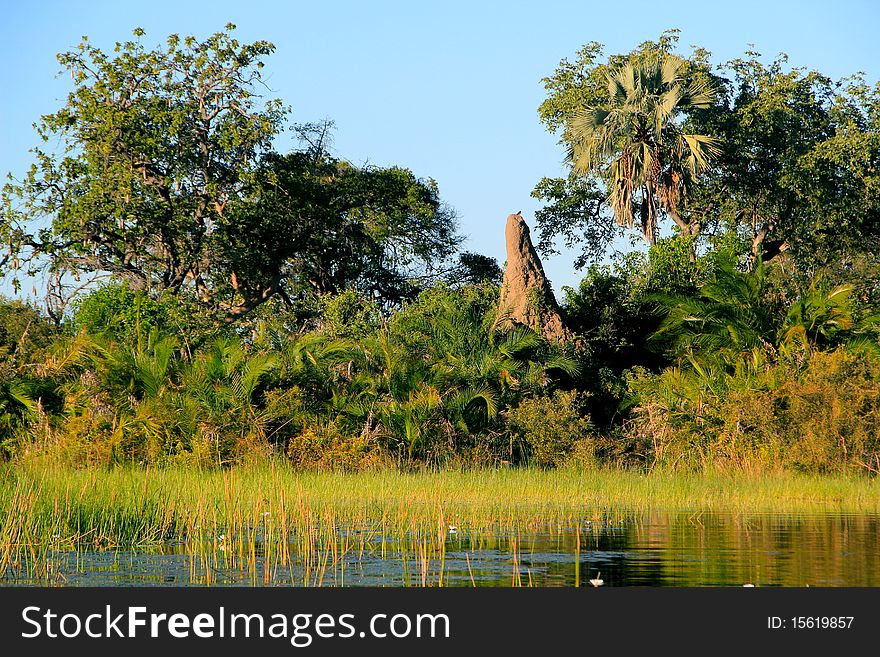 Termite mound in the Okavango Delta, Africa. Termite mound in the Okavango Delta, Africa